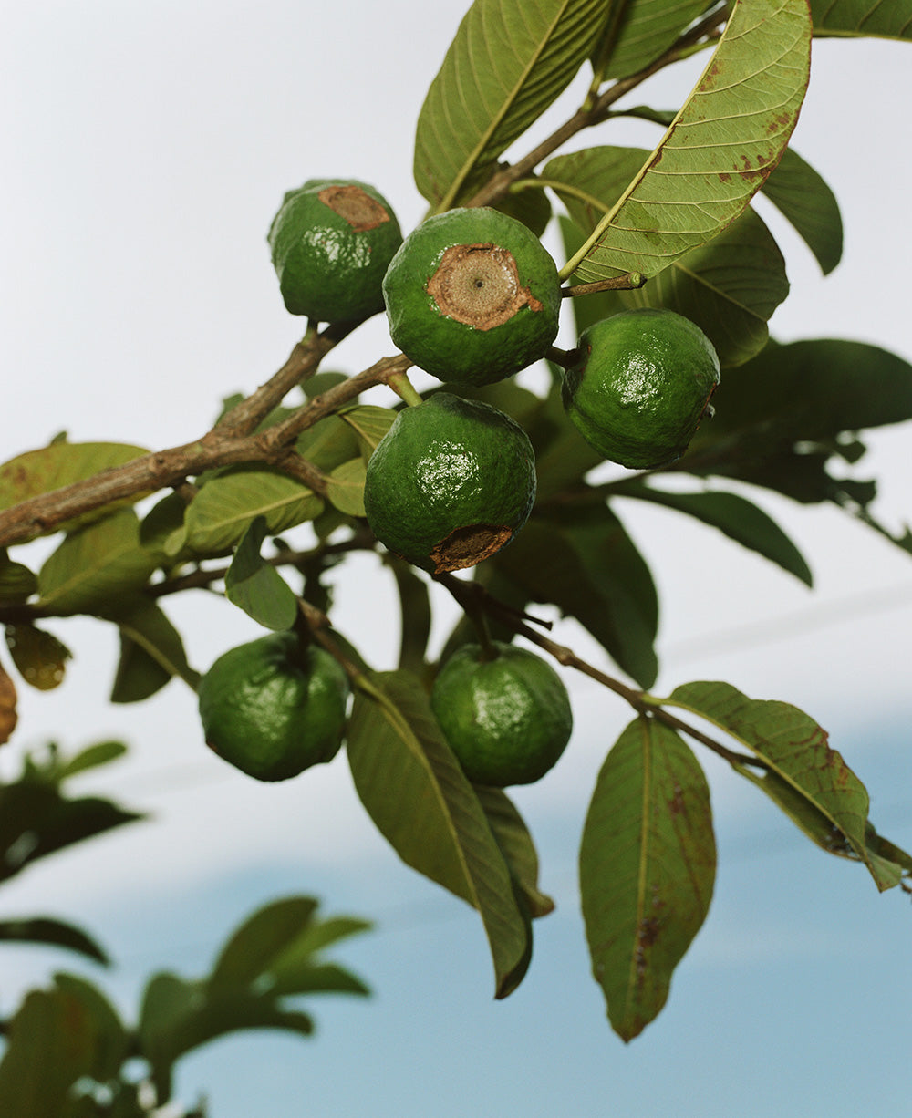 What Guava Can Do For Your Hair